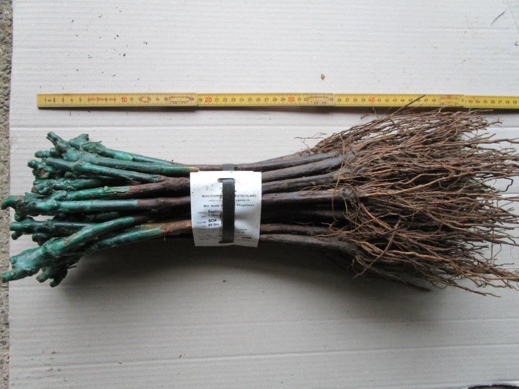 Planting grafted vines